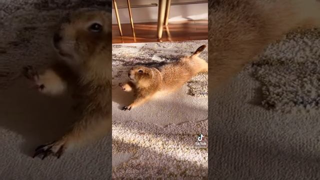 доброй утро???? смотреть онлайн