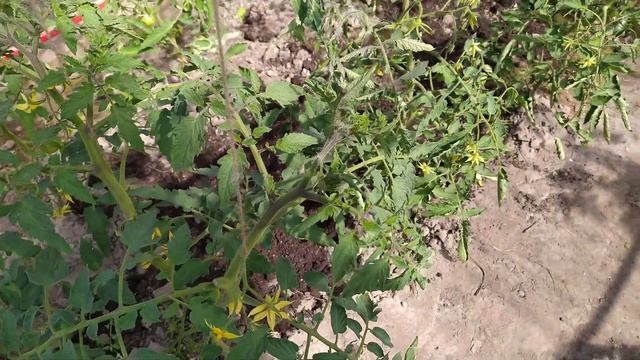 Пинк мэджик, пинк парадайз, пинк уникум и остальные томаты смотреть онлайн