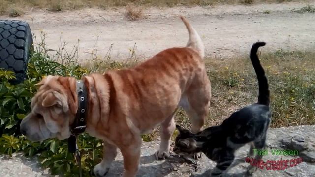 Приколы с животными..Смешное и романтичное видео о собаке и коте....:)
