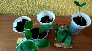 Рассада огурцов Али Баба 10.05.20