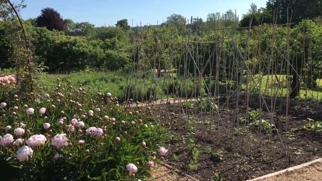 Houghton Lodge Gardens Peonies May 2020 смотреть онлайн