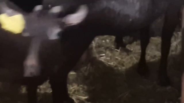 Лучшие молочные козы! Порода Мурсиана Гранадина! Почему стоит выбрать эту породу? Разведение коз!