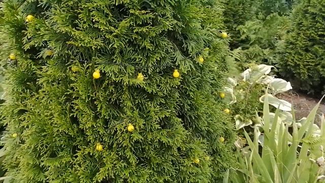 Дача. Рыбка на мангале. Отдыхаем смотреть онлайн