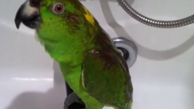 Попугай поет советские песни смотреть онлайн