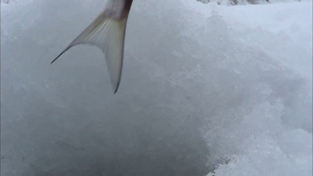 Рыбалка в январе!!!Синец,плотва.Глухозимье!