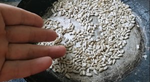 230428 как ВКУСНО пожарить СЕМЕЧКИ подсолнечные семена подсолнечника жареные семя подсолнуха жарить