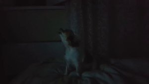 Как воет чихуахуа