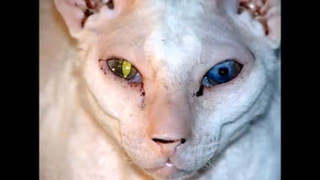 Самые необычные животные планеты