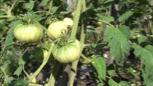 Томат Солнечная вспышка - красные полосатые чудесные смотреть онлайн