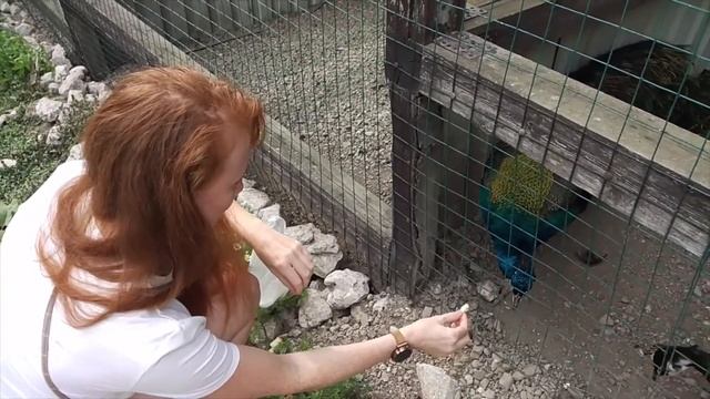 Как выдернуть перо у павлина.