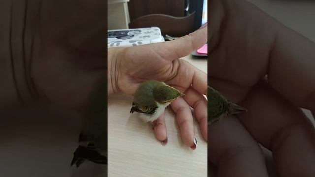 Пеночка  в домашних условиях.
