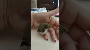 Пеночка  в домашних условиях.