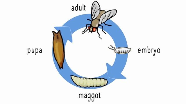 Drosophila: Small fly, BIG impact - Part 2 (Making research fly)
