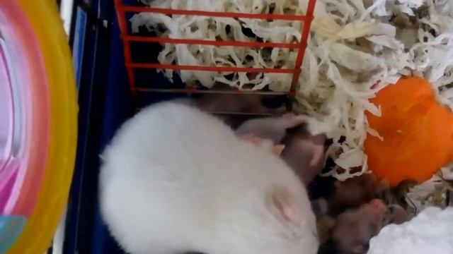 Резвые хомячата. Малыши сирийского хомяка ?Hamsters Babies | Хомячуля: Secret Life Hamster - Pets