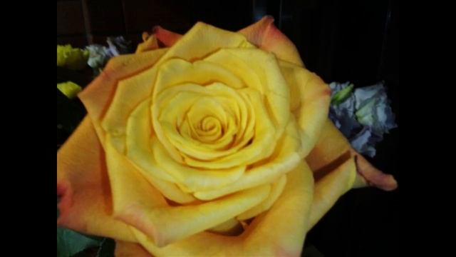 GARDENER смотреть онлайн