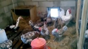 Пушкинские куры (генофонд Санкт-Петербурга)