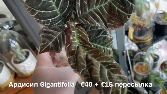 ОБЗОР ПОСЫЛОК С ЦВЕТАМИ [Ардисия Gigantifolia и Бегония Mantuk] смотреть онлайн
