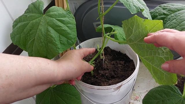 В гостях у мамы/ жарим чебуреки смотреть онлайн