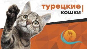 Почему в Турции любят кошек?