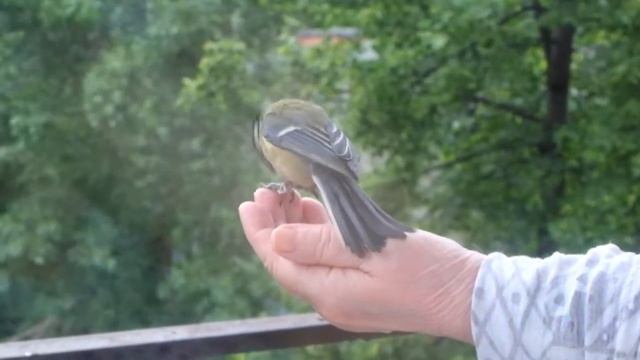 Большая синица, кормление с руки. Feeding The Great Tit.