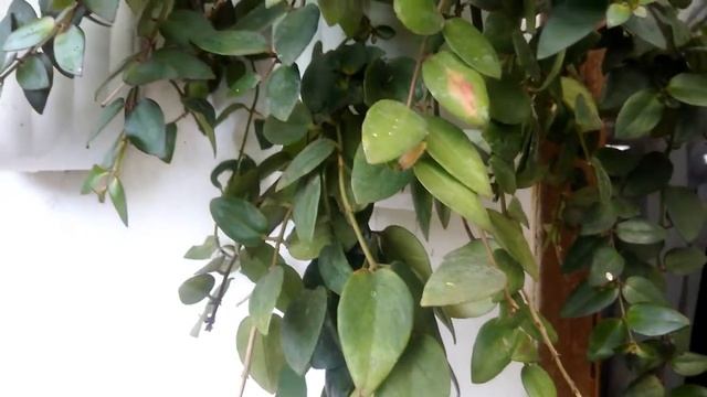 Cara Menanam dan Merawat Tanaman Lipstick (Aeschynanthus radicans) #RamadanTalk #BincangRamadan смотреть онлайн