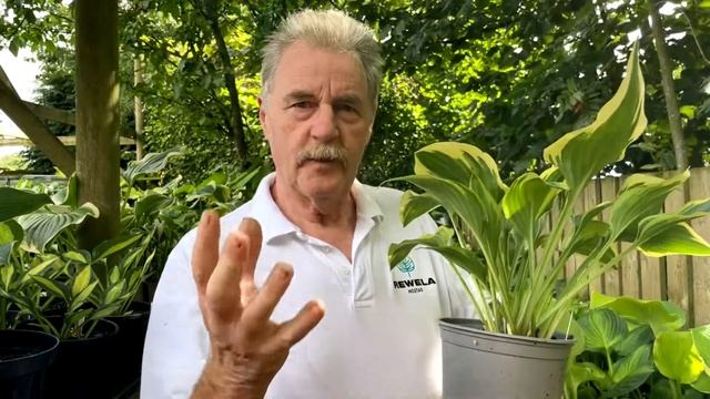 Rewela Hostas look at Hosta Lakeside Dragonfly смотреть онлайн