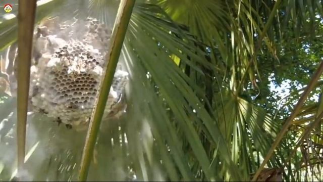 ! Азиатской шершень на пальмовом листе  Охотник на шершня