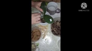 1 пункт: Правильная посадка орхидеи😁