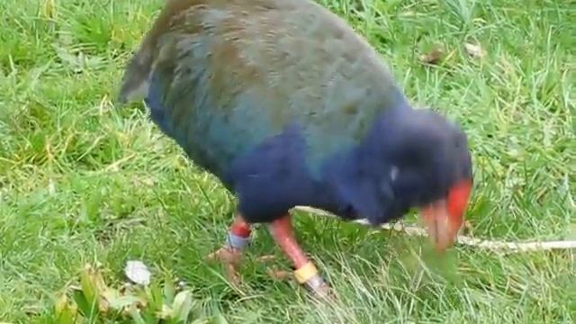 Rare Birds: Takahe, New Zealand (468sp) смотреть онлайн