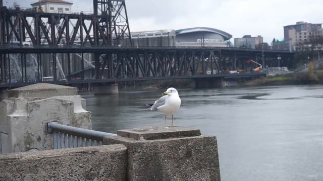 Seagull Bird - Sony Alpha A7 - FE 24-70mm смотреть онлайн