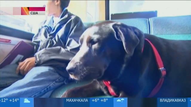 Собака сама ездит в автобусе в парк - 15.01.2015 смотреть онлайн