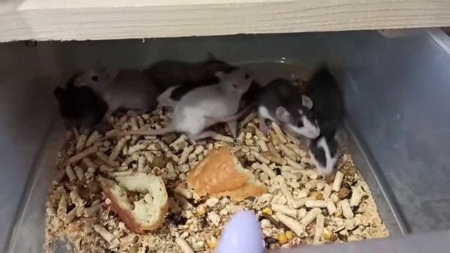 Обзор моей фермы.Начало положено//Нетипичная ферма смотреть онлайн