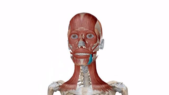 Как выглядят мимические мышцы лица на черепе человека с 3D визуализацией?