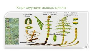 9 кл. Осумдуктордо жыныс клет-дын жетилиши