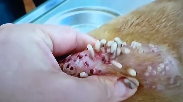 Собаку заживо съедали черви!!!the dog eat the worms!!! смотреть онлайн