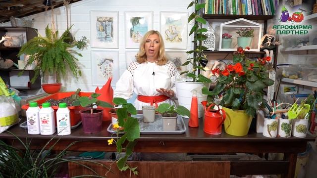КАК ВЫРАСТИТЬ ОГУРЦЫ В КВАРТИРЕ