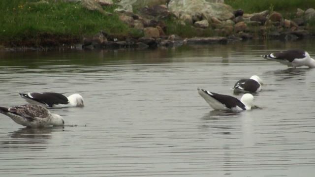 Goéland marin (Larus marinus) Great Black-backed Gull смотреть онлайн