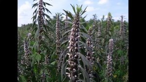 КАК ИЗБАВИТСЯ ОТ ЗВОНА В УШАХ? Лечение звона в ушах в домашних условиях!