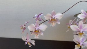 Phal. Schilleriana (silver leaves) × Phal. Stuartiana var. nobilis  & Phal. Philadelphia