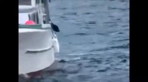 Встреча #собаки с касаткой!