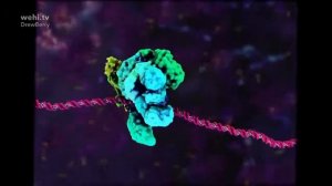 Процесс работы ДНК и РНК в организме человека