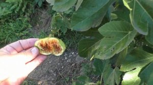 Инжир Фиг бланш основной урожай