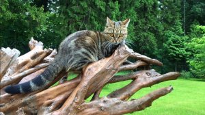 УКРАШЕНИЕ САДА В ПРИРОДНОМ СТИЛЕ. ПЕНЬ ЕЛИ. ЧИСТИМ. КРАСИМ. Дачный креатив.