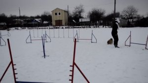 Аджилити. Немецкий малый шпиц, Бадди.