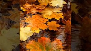 Лидия Захарчук ﹤Рисует дождик солнце на стекле.﹥