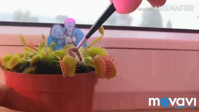 Кормим венерину мухоловку