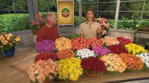 Roberta's 18-piece Hardy Succulent Flowering Ice Plants with Dan Hughes