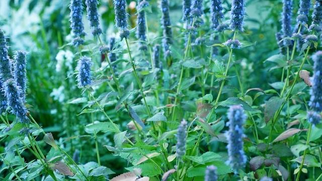 Иссоп лекарственный – применение и полезные свойства смотреть онлайн