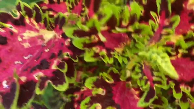Бизнес на даче/ продажа цветов со своего участка