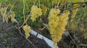 Виноград Долгожданный.Сезон-2021.
